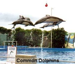 Common, or Saddleback dolphins
