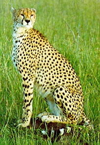The cheetah photo my drawing was based on
