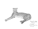 A life drawing of a sleeping cheetah at Chicago's Lincoln Park Zoo in "A Quick Summer Nap"